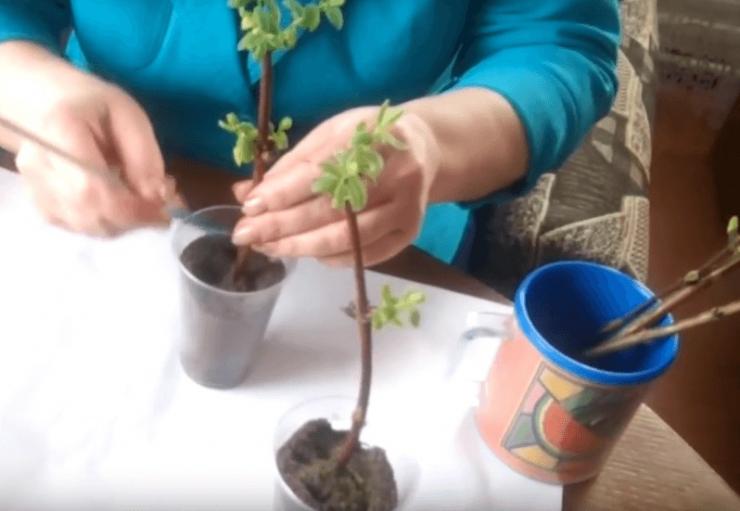 Размножение черенками, отводками и семенами