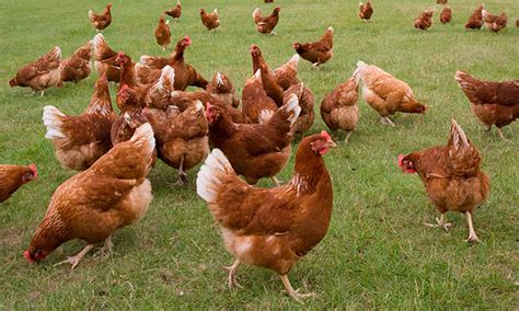 Куры Браун ник описание породы продуктивность содержание уход и разведение Куры Браун ник: описание породы с фото, продуктивность, содержание, уход и разведение
