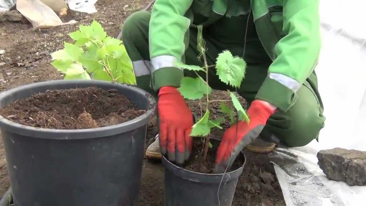 Выбор и подготовка саженцев для весеннего этапа