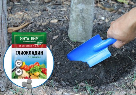 Ранние меры для защиты и восстановления растений