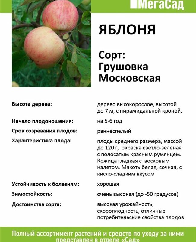 Как выбрать лучший сорт для вашего сада: советы садоводов и агрономов