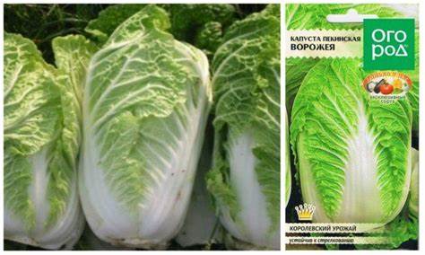 Уход за пекинской капустой в открытом грунте и сбор урожая