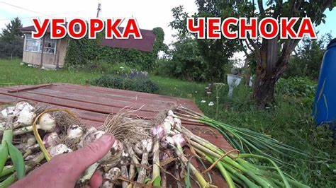 Признаки зрелости растения