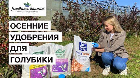 Как правильно посадить голубику осенью пошаговое руководство для вашего сада Как посадить голубику осенью: пошаговая инструкция | В саду
