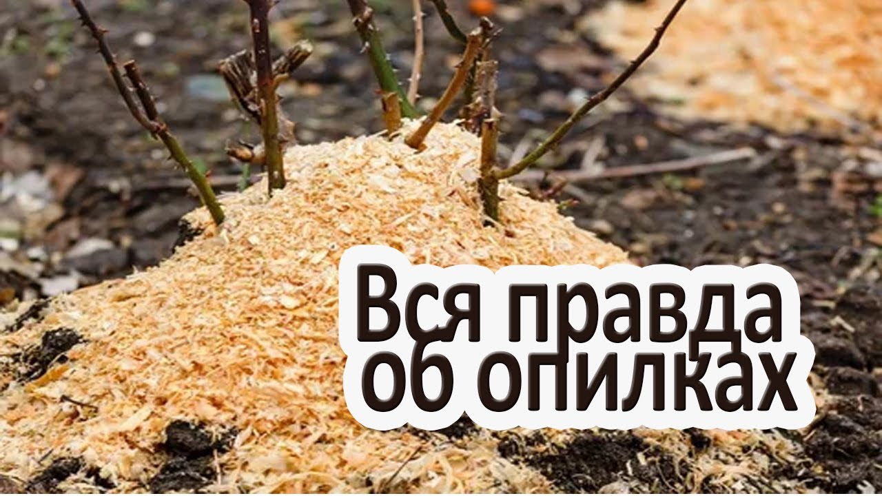 Что делать с опилками после сезона: способы переработки и повторного использования