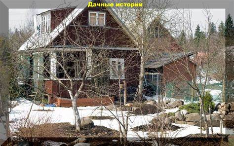 Топ-12 сортов можжевельника: особенности посадки и ухода