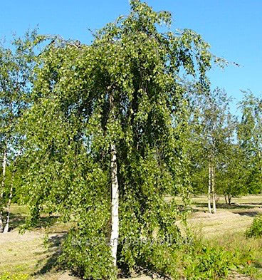 Плакучая форма белой древесины: отличительные черты и уход