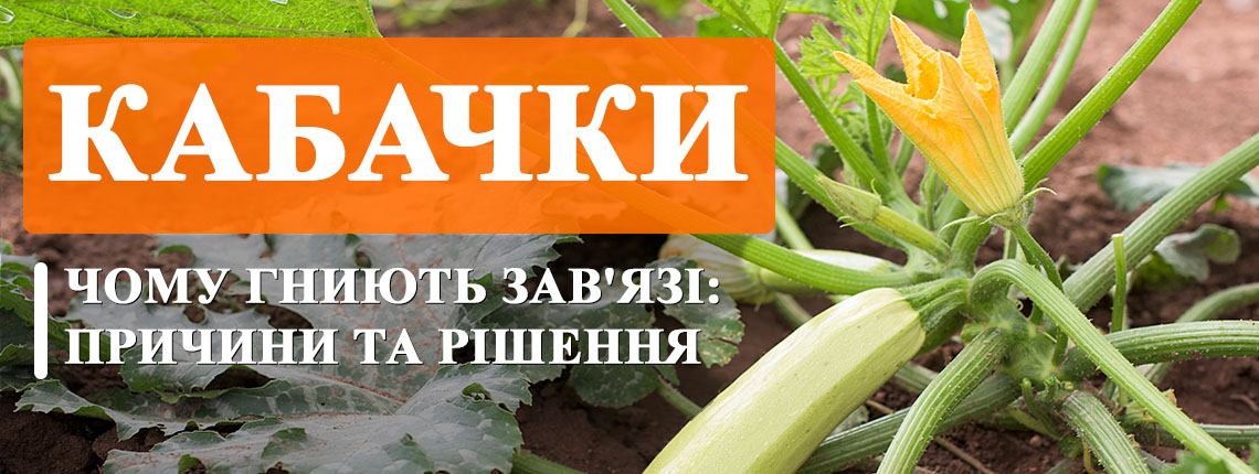Основные причины гниения на стадии роста и хранения
