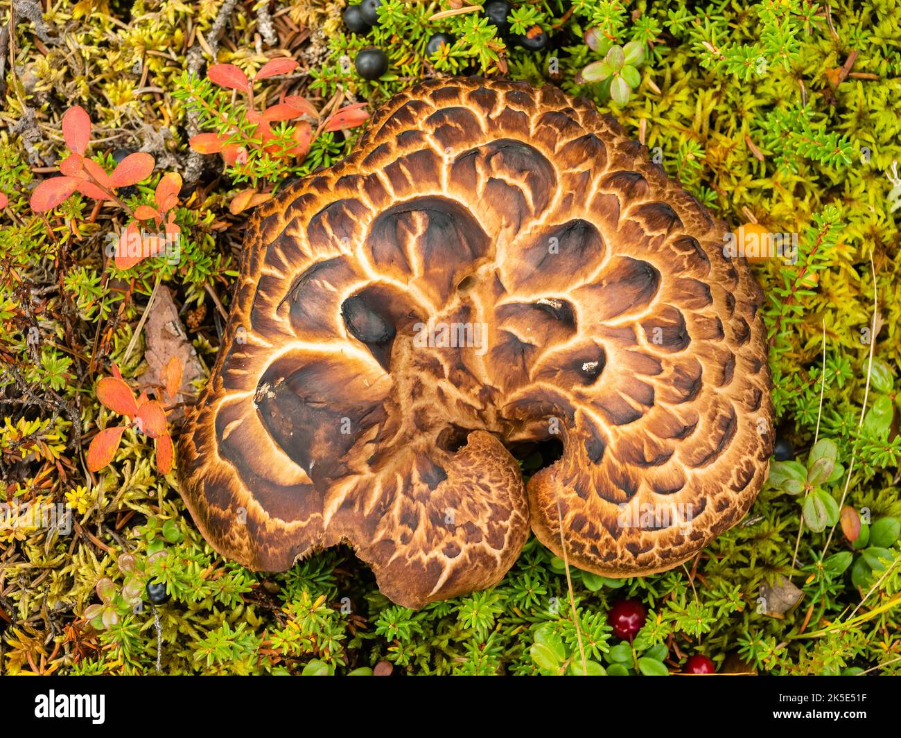 Http://gribnoemesto.com/conditional/sarcodon-imbricatus