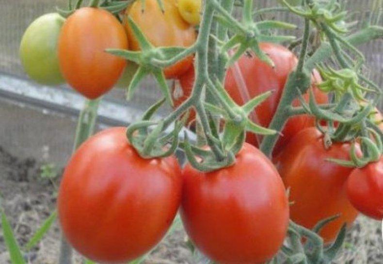 Крупноплодные гибриды для теплиц: какие выбрать для стабильного урожая