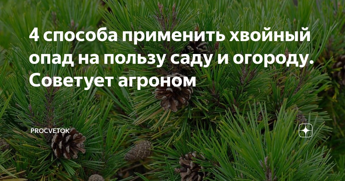 Хвойный опад в огороде и саду: чем полезен игольник и где его взять | Дела огородные