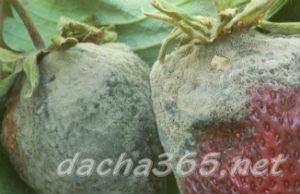 Применение разведённого средства для защиты зелёных культур