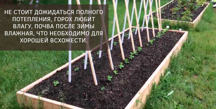 Как вырастить здоровые стручки: практические рекомендации