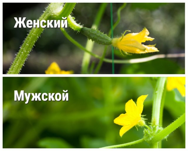 Почему на огурцах появляется пустоцвет и как предотвратить эту проблему Почему на огурцах один пустоцвет – 6 самых распространенных причин | На грядке