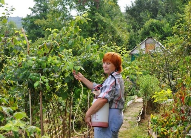 Рекомендации для успешного ухода за кустами: 10 секретов хорошего урожая