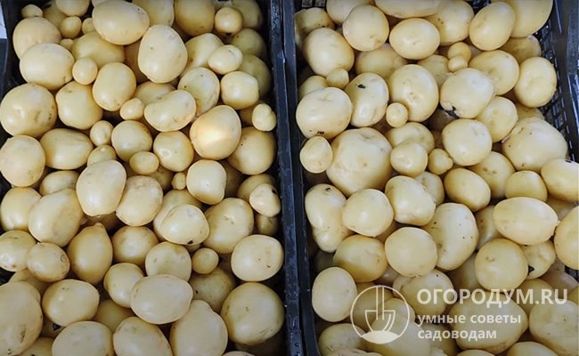 Картофель Ривьера описание сорта правила посадки и выращивания отзывы огородников Картофель «Ривьера»: описание сорта, посадка, выращивание и уход, отзывы