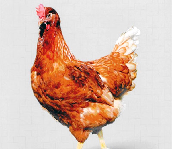 Внешние параметры и продуктивность птиц