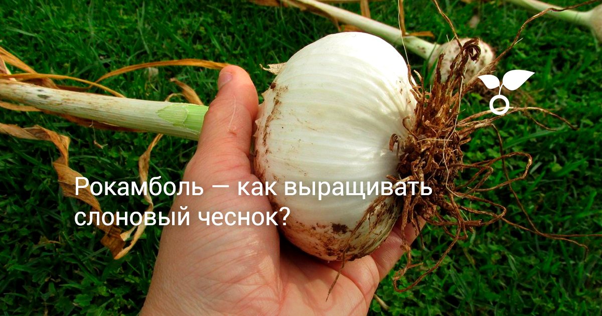 Оптимальные сроки высадки в разных климатических зонах