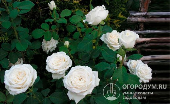 Роза Анастасия описание сорта уход и борьба с болезнями на примере фото Роза 'Анастасия' (Anastasia). Описание, секреты ухода и борьбы с болезнями. Фото