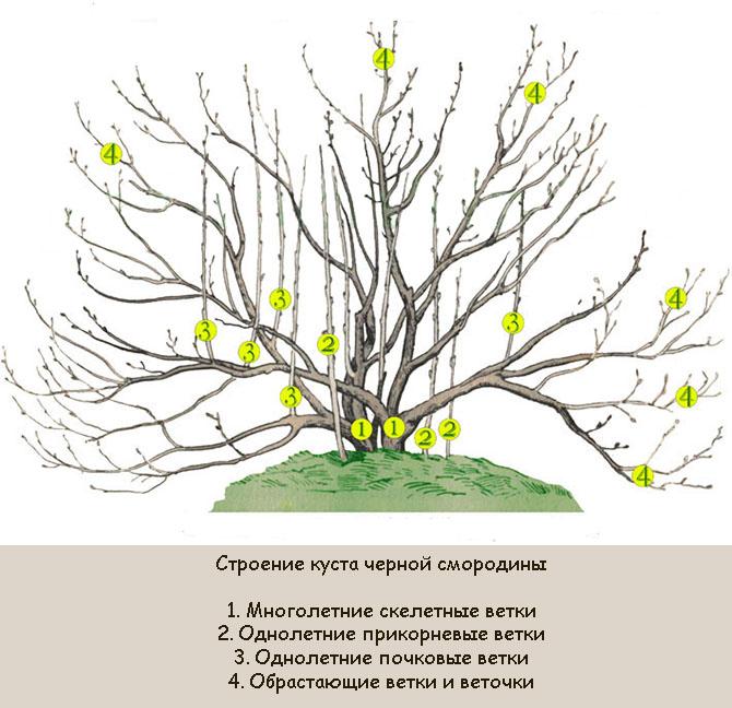 Обрезка кустов: практическое руководство