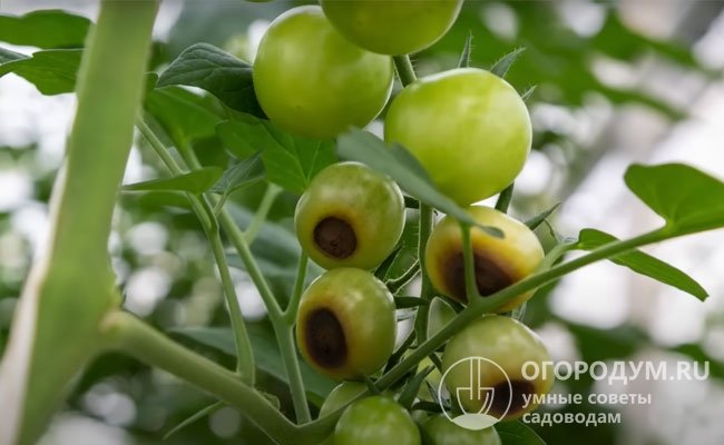 Как избежать проблем с верхушечной порчей плодов